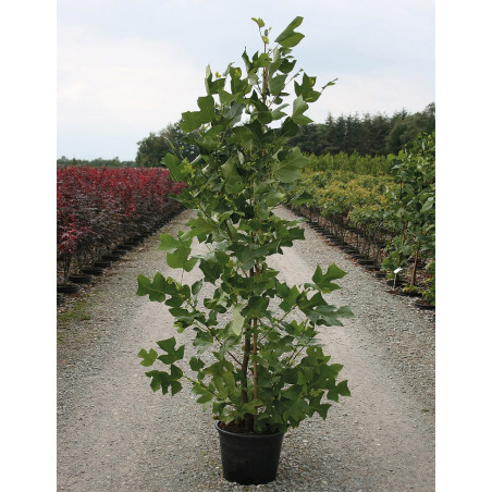 LIRIODENDRON tulipifera (Tulipier de Virginie)
