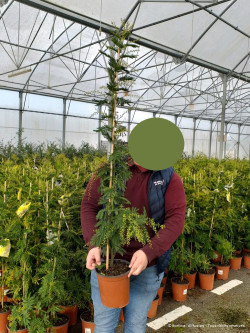 ACACIA dealbata En pot de 5-7 litres hauteur 100-150 cm