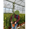 ACACIA dealbata En pot de 5-7 litres hauteur 100-150 cm