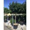 ACER campestre NANUM (Érable champêtre nain) En pot forme tige hauteur du tronc 180-200 cm