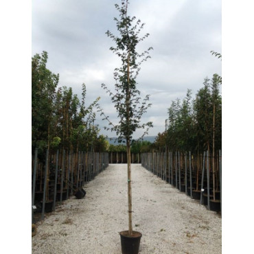 ACER campestre (Érable champêtre) En pot forme tige hauteur du tronc 180-200 cm