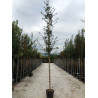 ACER campestre (Érable champêtre) En pot forme tige hauteur du tronc 180-200 cm