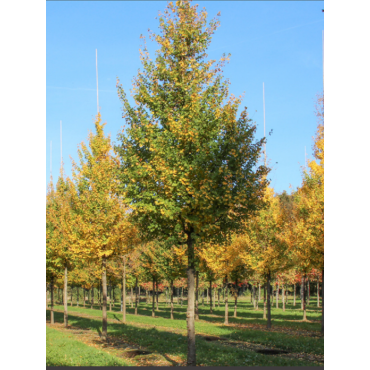 ACER ELSRIJK
