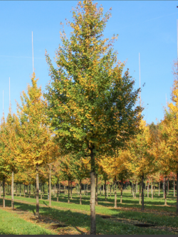 erable-champetre-elsrijk-acer-campestre-elsrijk-3.jpg