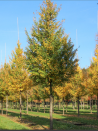 erable-champetre-elsrijk-acer-campestre-elsrijk-3.jpg