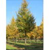 ACER ELSRIJK