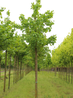 ACER cappadocicum RUBRUM