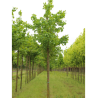ACER cappadocicum RUBRUM