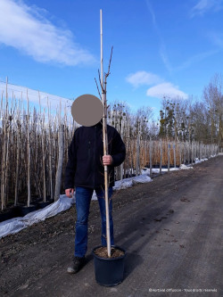 ACER platanoides CRIMSON KING En pot de 15-20 litres baliveau hauteur 150-200 cm