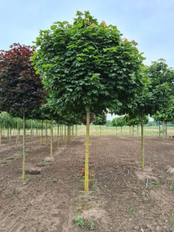 erable-plane-boule-acer-platanoides-globosum-4.jpg