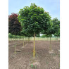 ACER platanoides GLOBOSUM (Érable plane boule)