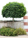 erable-plane-boule-acer-platanoides-globosum-2.jpg