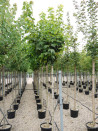 erable-plane-boule-acer-platanoides-globosum-6.jpg