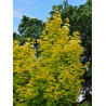 ACER platanoides PRINCETON GOLD (Érable plane Princeton gold)