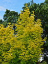 erable-plane-dore-princeton-gold-acer-platanoides-princeton-gold-3.jpg