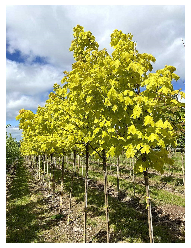 ACER platanoides PRINCETON GOLD (Érable plane Princeton gold)