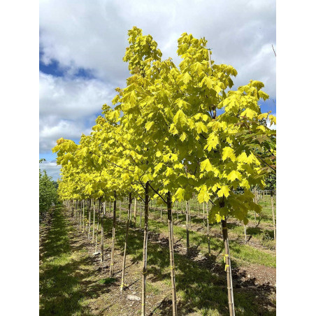 ACER platanoides PRINCETON GOLD (Érable plane Princeton gold)