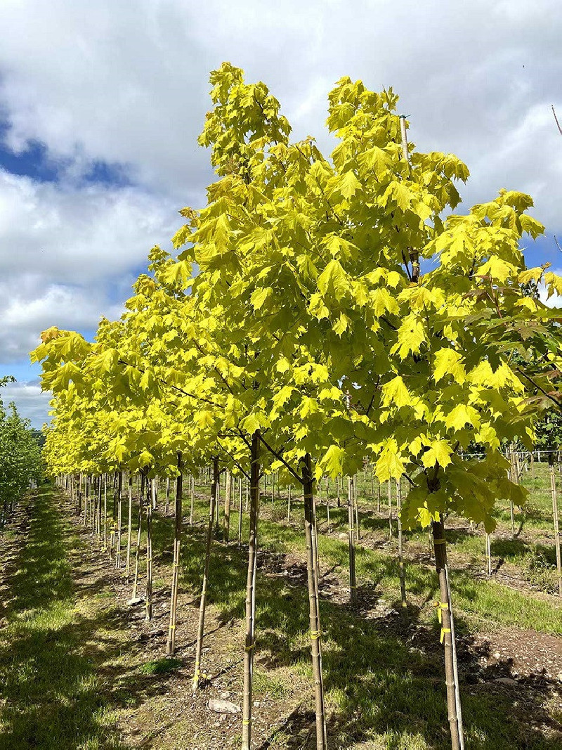 ACER platanoides PRINCETON GOLD