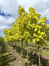 erable-plane-dore-princeton-gold-acer-platanoides-princeton-gold.jpg