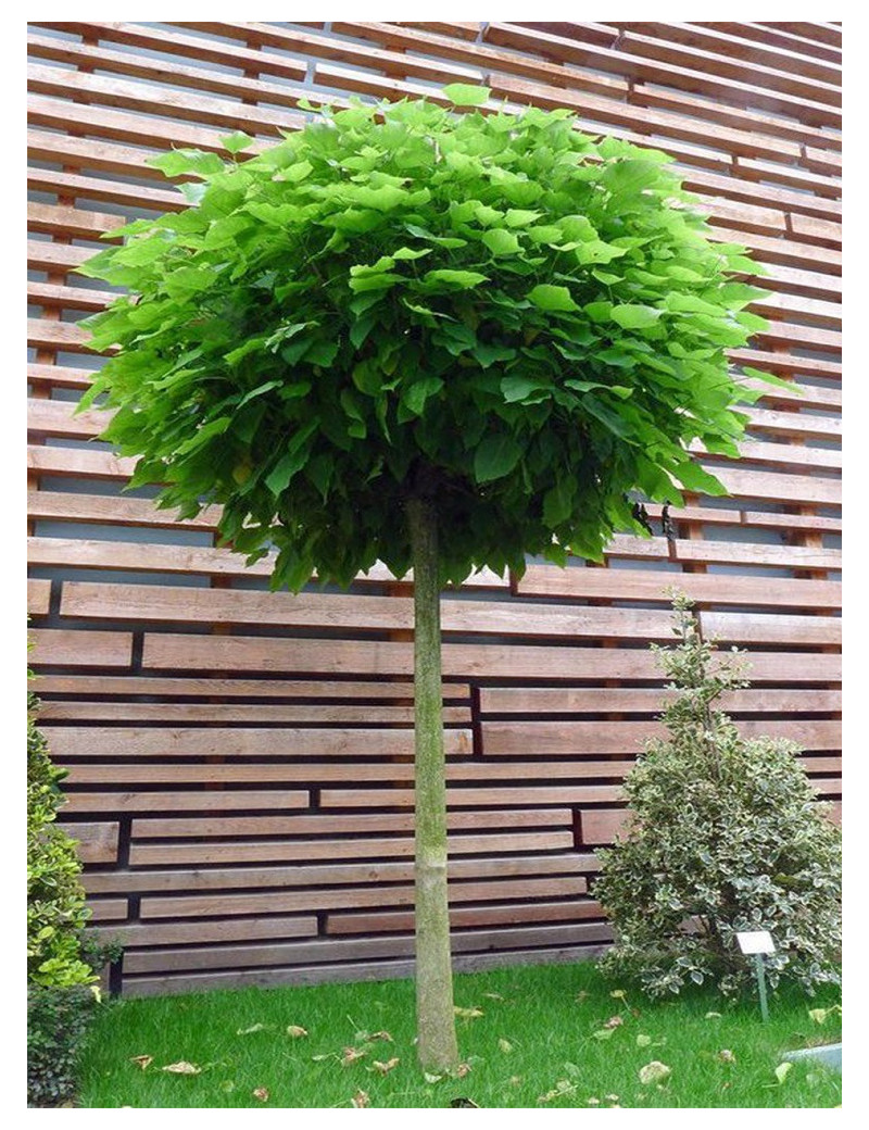 CATALPA bignonioides NANA (Catalpa boule)