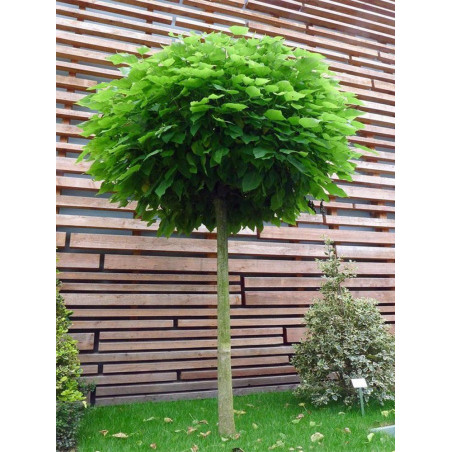 CATALPA bignonioides NANA (Catalpa boule)