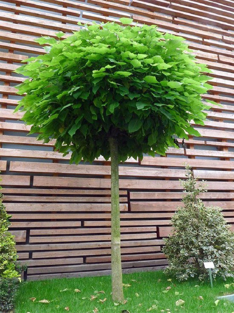 CATALPA bignonioides NANA