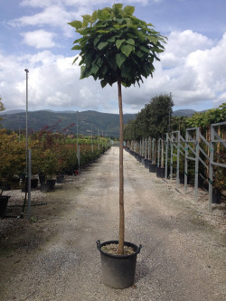CATALPA bignonioides NANA En pot de 35-50 litres tige hauteur du tronc 190-210 cm circonférence du tronc 12-14 cm