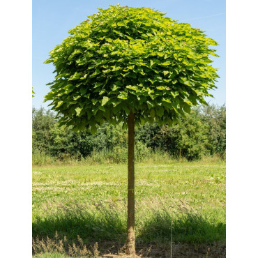 CATALPA bignonioides NANA (Catalpa boule)