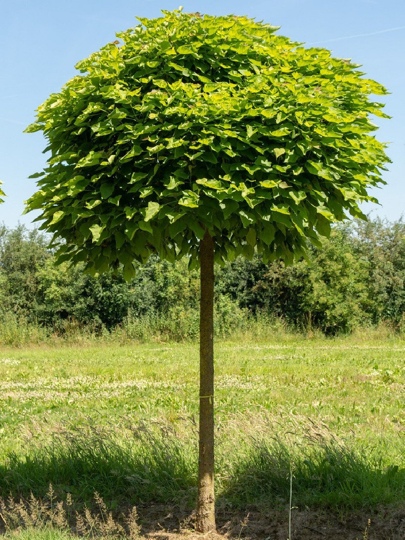 Catalpa Big Nana