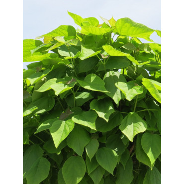 CATALPA bignonioides NANA (Catalpa boule)