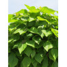 CATALPA bignonioides NANA
