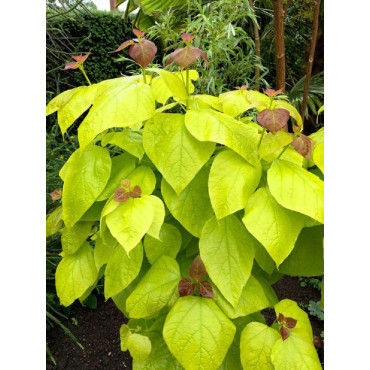 CATALPA bignonioides AUREA (Catalpa doré)