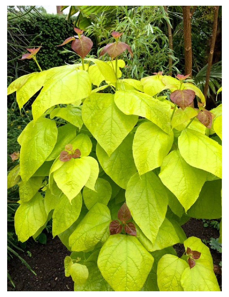 CATALPA bignonioides AUREA (Catalpa doré)