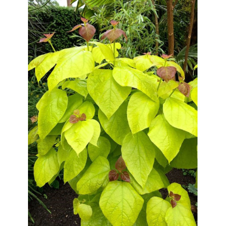 CATALPA bignonioides AUREA (Catalpa doré)