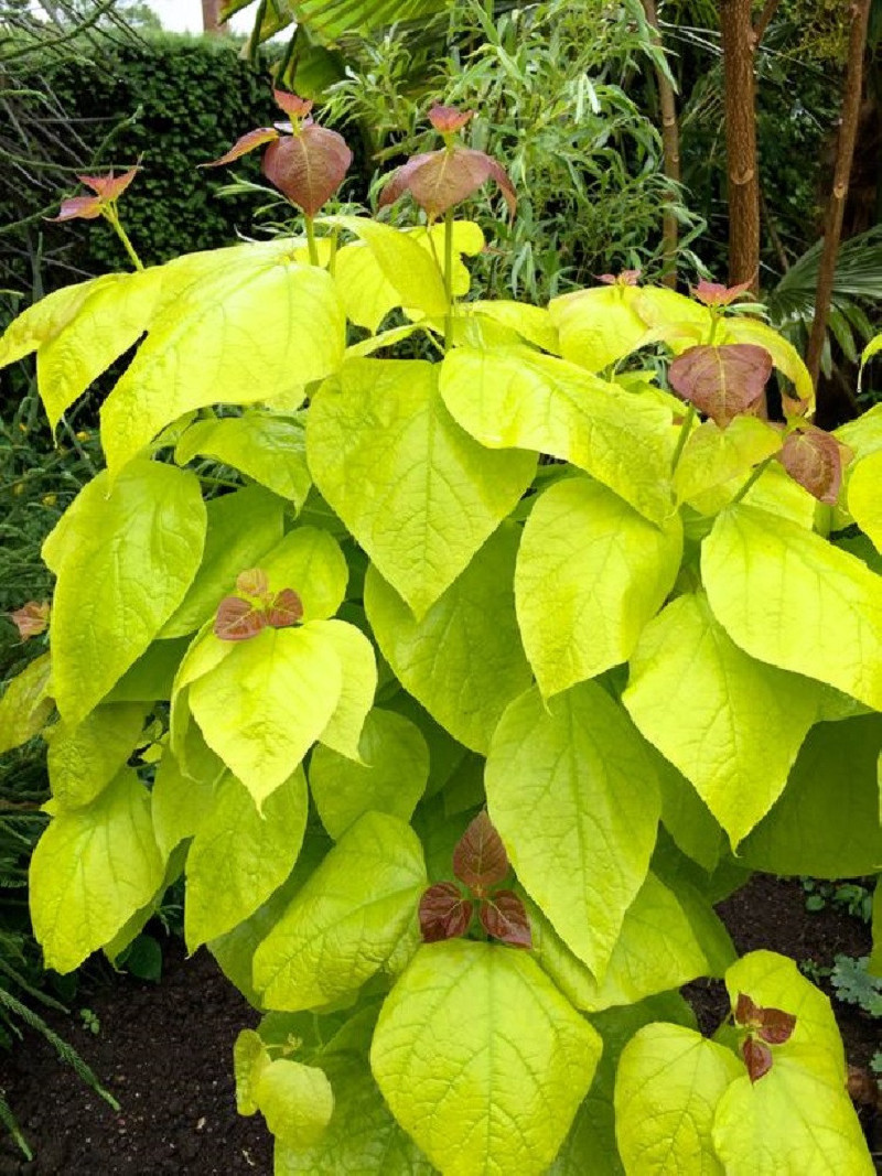 CATALPA bignonioides AUREA