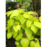 CATALPA bignonioides AUREA (Catalpa doré)