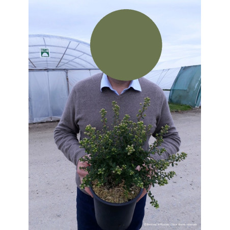 CEANOTHUS impressus PUGET BLUE (Céanothe)