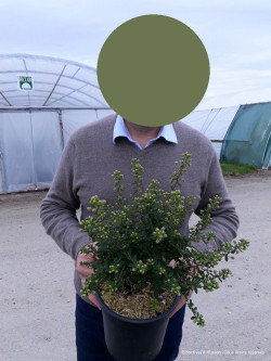 CEANOTHUS impressus PUGET BLUE En pot de 4-5 litres