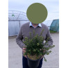 CEANOTHUS impressus PUGET BLUE (Céanothe) En pot de 4-5 litres