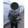 CEANOTHUS VICTORIA (Céanothe) En pot de 4-5 litres forme buisson