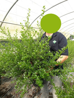 CEANOTHUS VICTORIA En pot de 10-12 litres