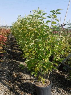 HALESIA carolina En pot de 25-30 litres