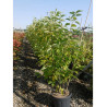 HALESIA carolina (Arbre aux cloches d'argent) En pot de 25-30 litres forme buisson