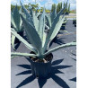 AGAVE americana En pot de 25-30 litres