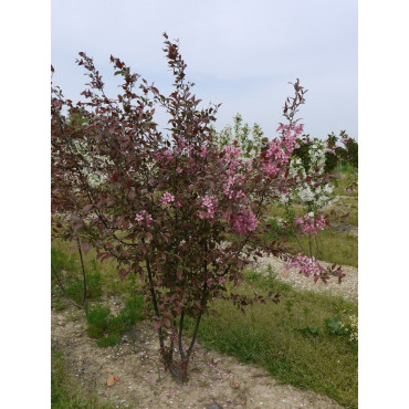 MALUS COCCINELLA Courtarou® (Pommier d'ornement) Motte forme cépée