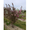 MALUS COCCINELLA Courtarou® (Pommier d'ornement)