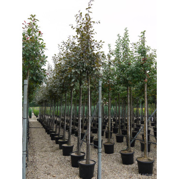 MALUS COCCINELLA Courtarou® (Pommier d'ornement) En pot forme tige hauteur du tronc 180-200 cm