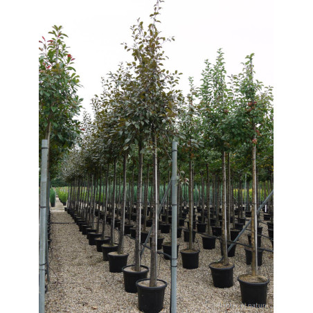 MALUS COCCINELLA Courtarou® (Pommier d'ornement)