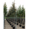 MALUS COCCINELLA Courtarou® (Pommier d'ornement) En pot forme tige hauteur du tronc 180-200 cm