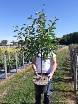 MALUS COMTESSE DE PARIS En pot de 10-12 litres forme gobelet